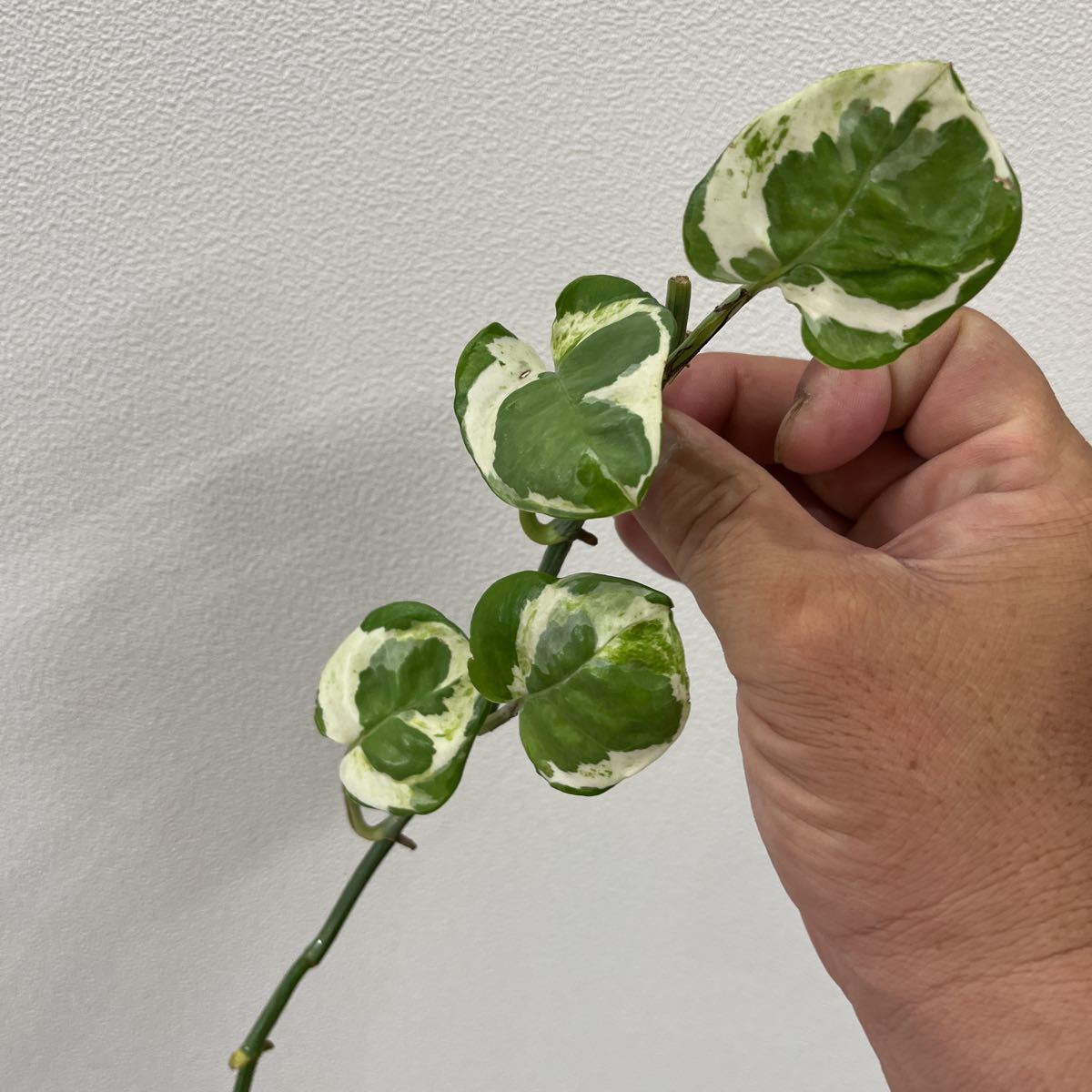 1円スタート!売り切り!斑入り ポトス エンジョイ pothos enjoy