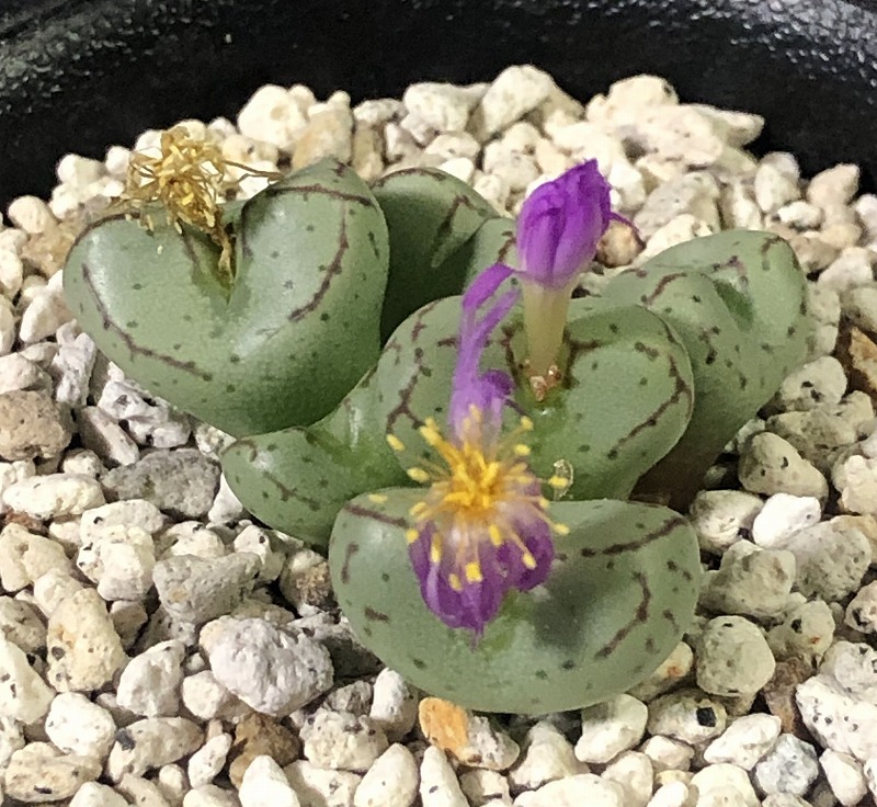 ヘレナエ×フラブム　helenae × flavum　　 コノフィツム 　Conophytum 　多肉植物_画像2