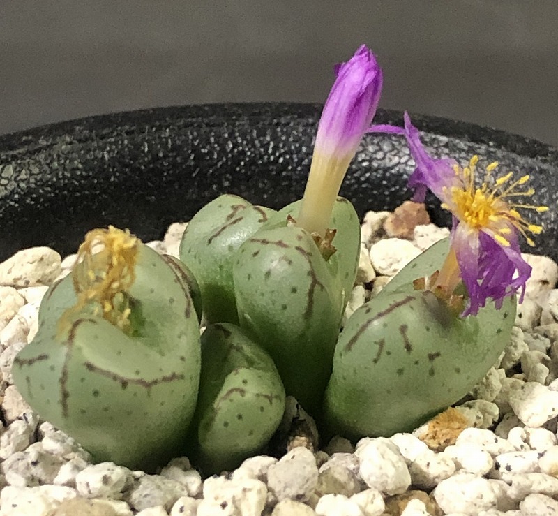 ヘレナエ×フラブム　helenae × flavum　　 コノフィツム 　Conophytum 　多肉植物_画像7