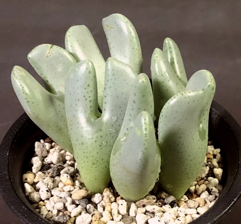 ドイツエリサエ　elishae cv.'Germany'　　 コノフィツム 　Conophytum 　多肉植物_画像1