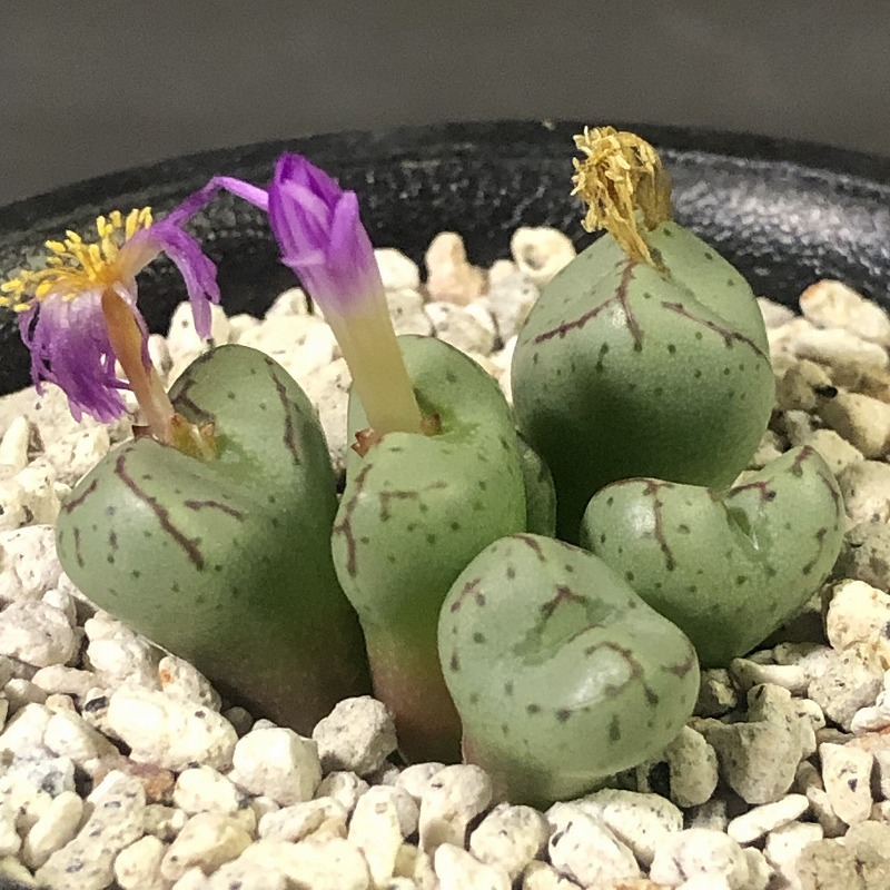 ヘレナエ×フラブム　helenae × flavum　　 コノフィツム 　Conophytum 　多肉植物_画像5