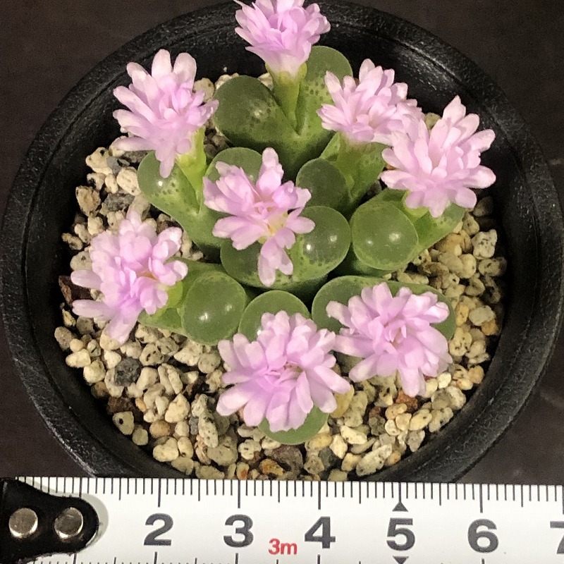 リンピダム(ポファダー)　lipidum(Pofadder)　　 コノフィツム 　Conophytum 　多肉植物_画像4