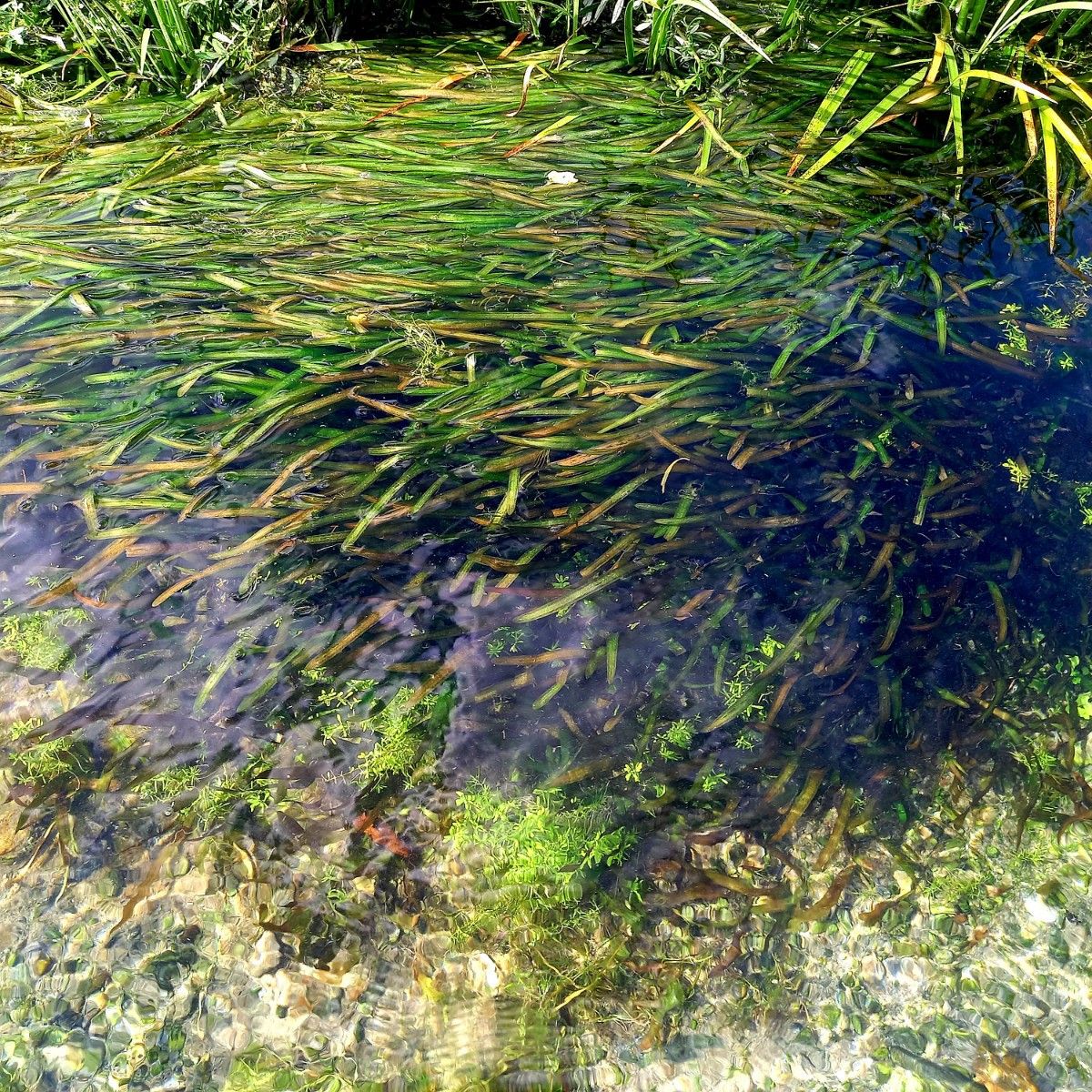 20株以上 ヒラモ 阿蘇の湧水で育った日本の水草 【アナカリス も販売中】