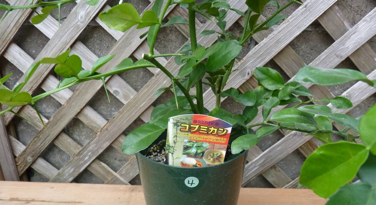 ●コブミカン＊カファーライム＊カフリライム＊タイ料理●観葉植物＊柑橘類●６号●現品●同梱可能●4_画像5