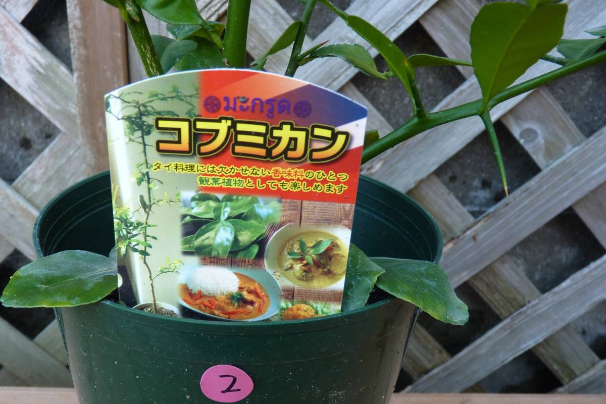 ●コブミカン＊カファーライム＊カフリライム＊タイ料理●観葉植物＊柑橘類●６号●現品●同梱可能●2_画像2