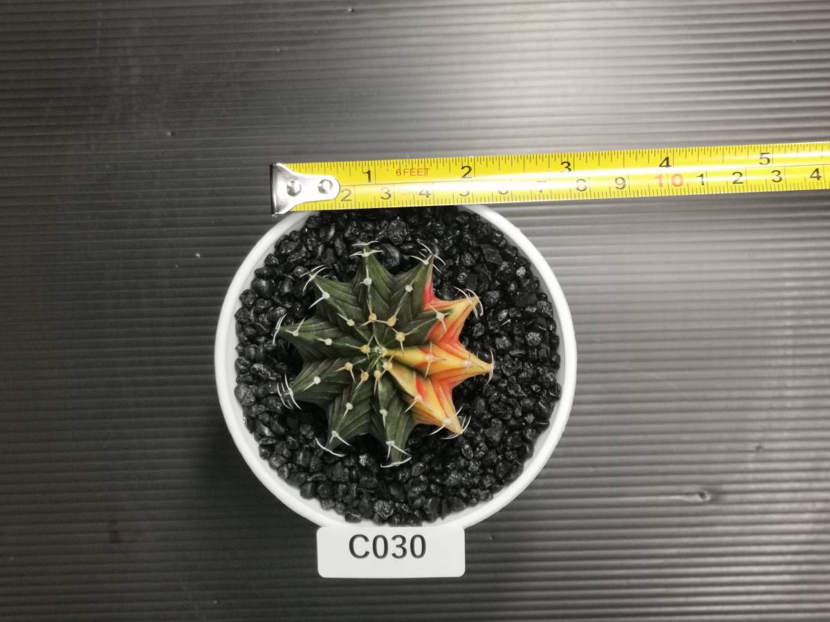 C030 同梱可 ギムノカリキウム Gymnocalycium LBHB ハイブリッド 実生 多肉植物 サボテン_画像6