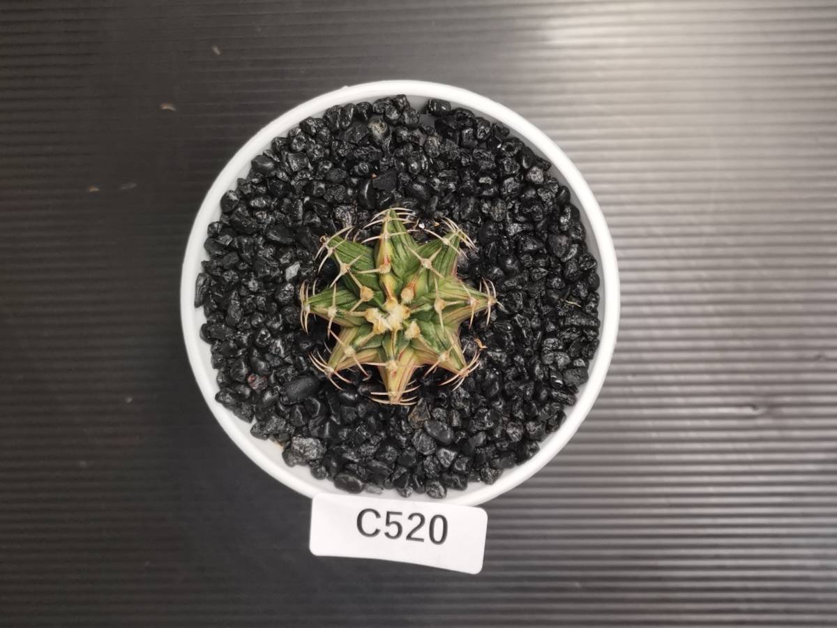 C520 同梱可 ギムノカリキウム Gymnocalycium 実生 多肉植物 サボテン_画像1