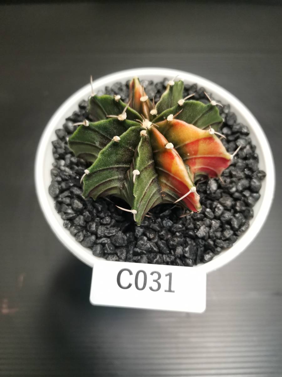 C031 同梱可 ギムノカリキウム Gymnocalycium LBHB ハイブリッド 実生 多肉植物 サボテン_画像1