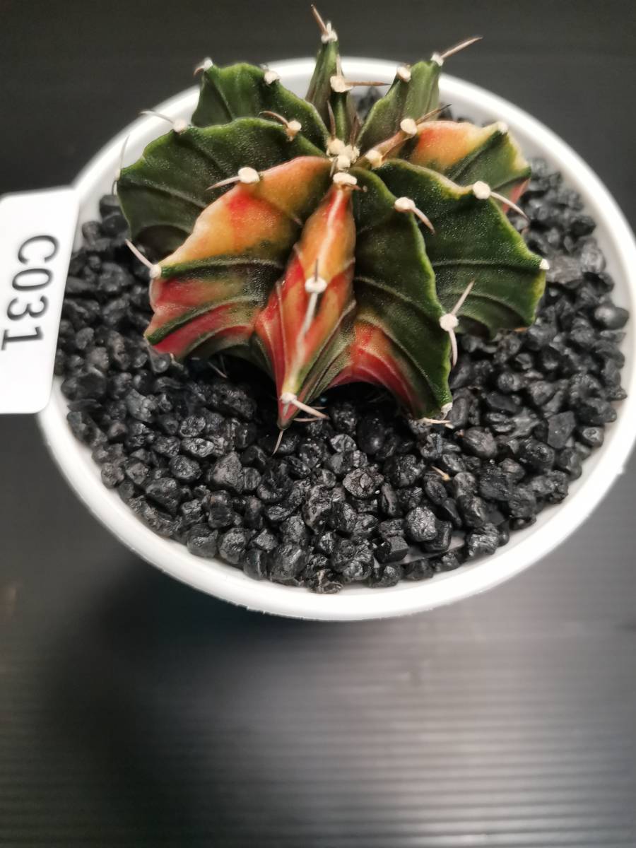 C031 同梱可 ギムノカリキウム Gymnocalycium LBHB ハイブリッド 実生 多肉植物 サボテン_画像3