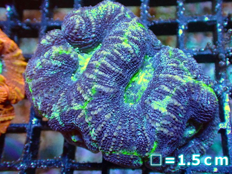 【サンゴ】オオトゲキクメイシ（Bowerbanki/Ultra Grade)【UCA/オーストラリア産】（個体販売）No.4（生体）_画像1