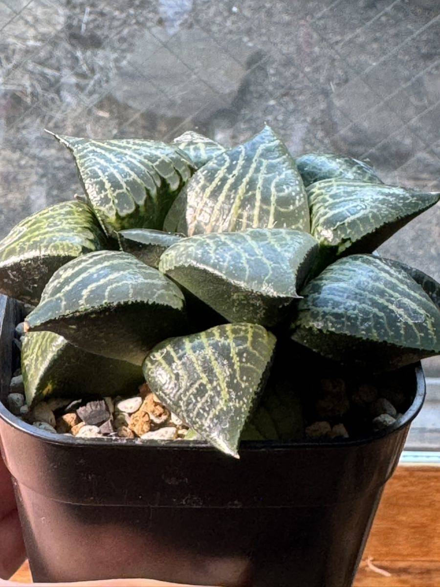 原種　Haworthia emelyae v.comptoniana_画像2