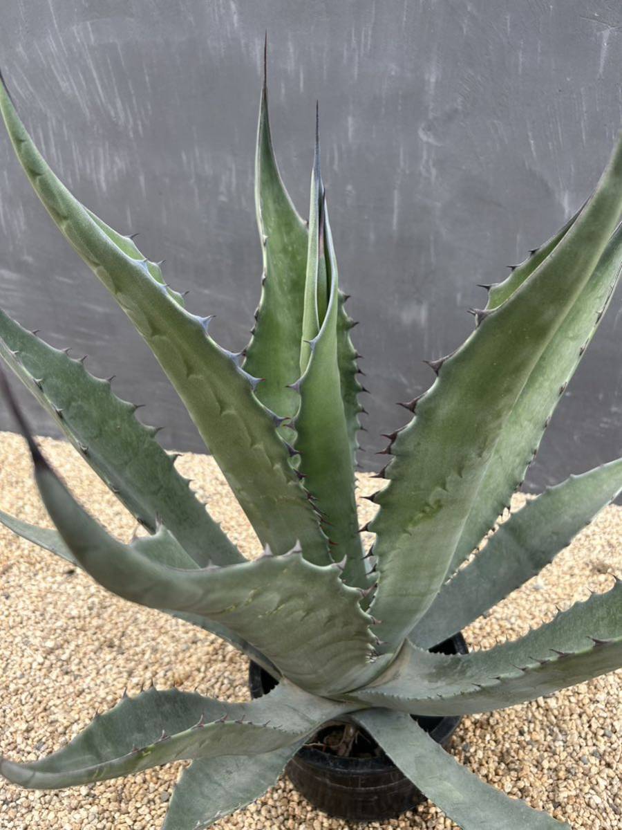 Agave scabra アガベ　スカブラ　大株　美株_画像5