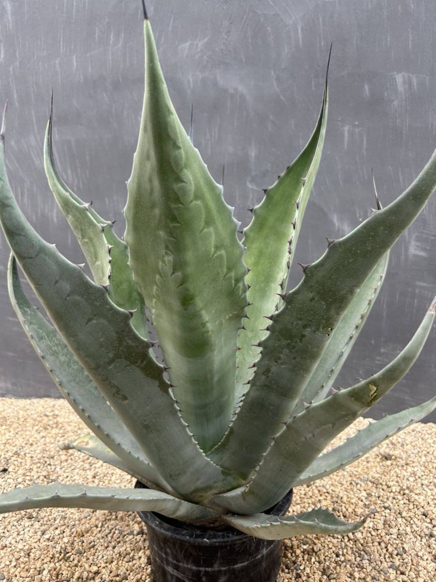 Agave scabra アガベ　スカブラ　大株　美株_画像2