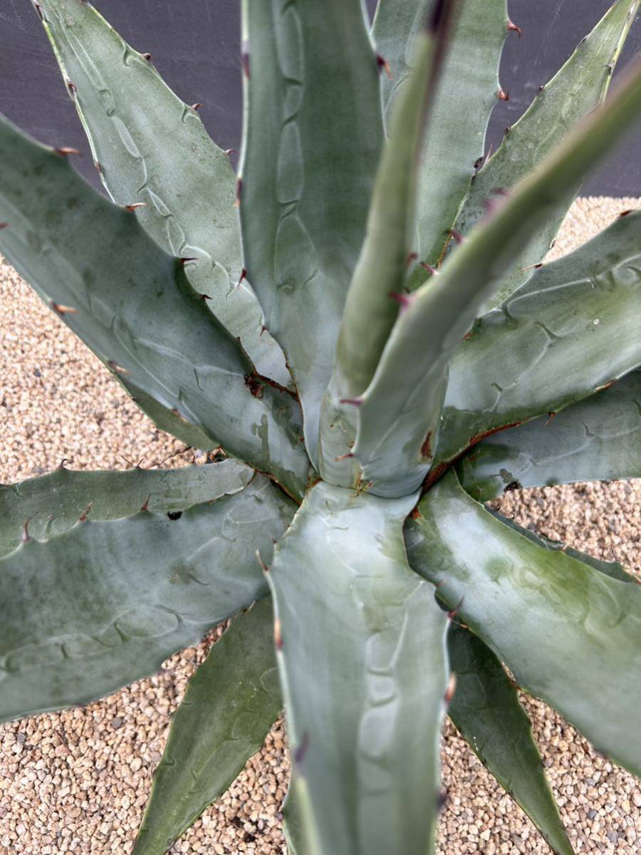 Agave deserti var.simplex アガベ　デザーティ　シンプレックス　大株　美株_画像7