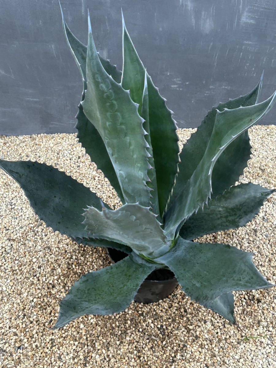 Agave atrovirens var. sigmatophylla アガベ　アトロビレンス　シグマトフィラ　特大株　美株_画像3