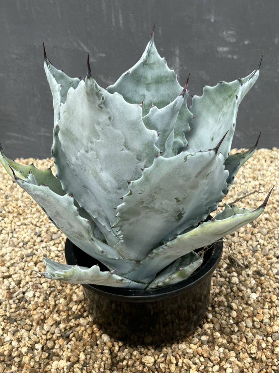 Agave colorata Hakugakuden アガベ コロラータ　白岳殿　武蔵坊 大株　美株_画像1