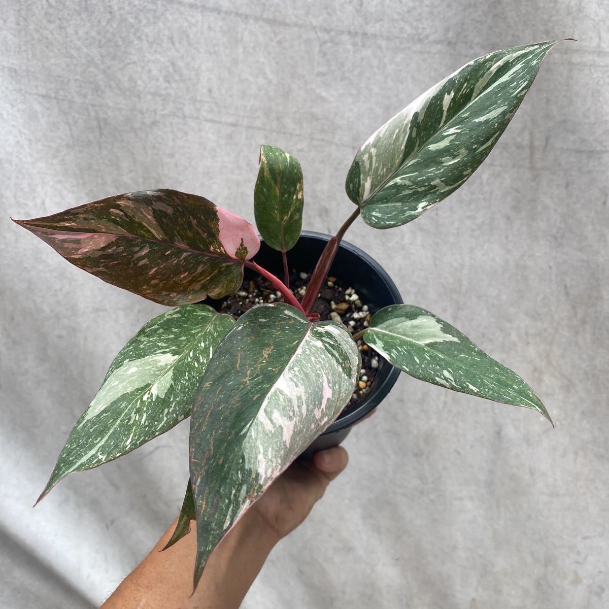 ①【Philodendron Pink princess marble】フィロデンドロン ピンク