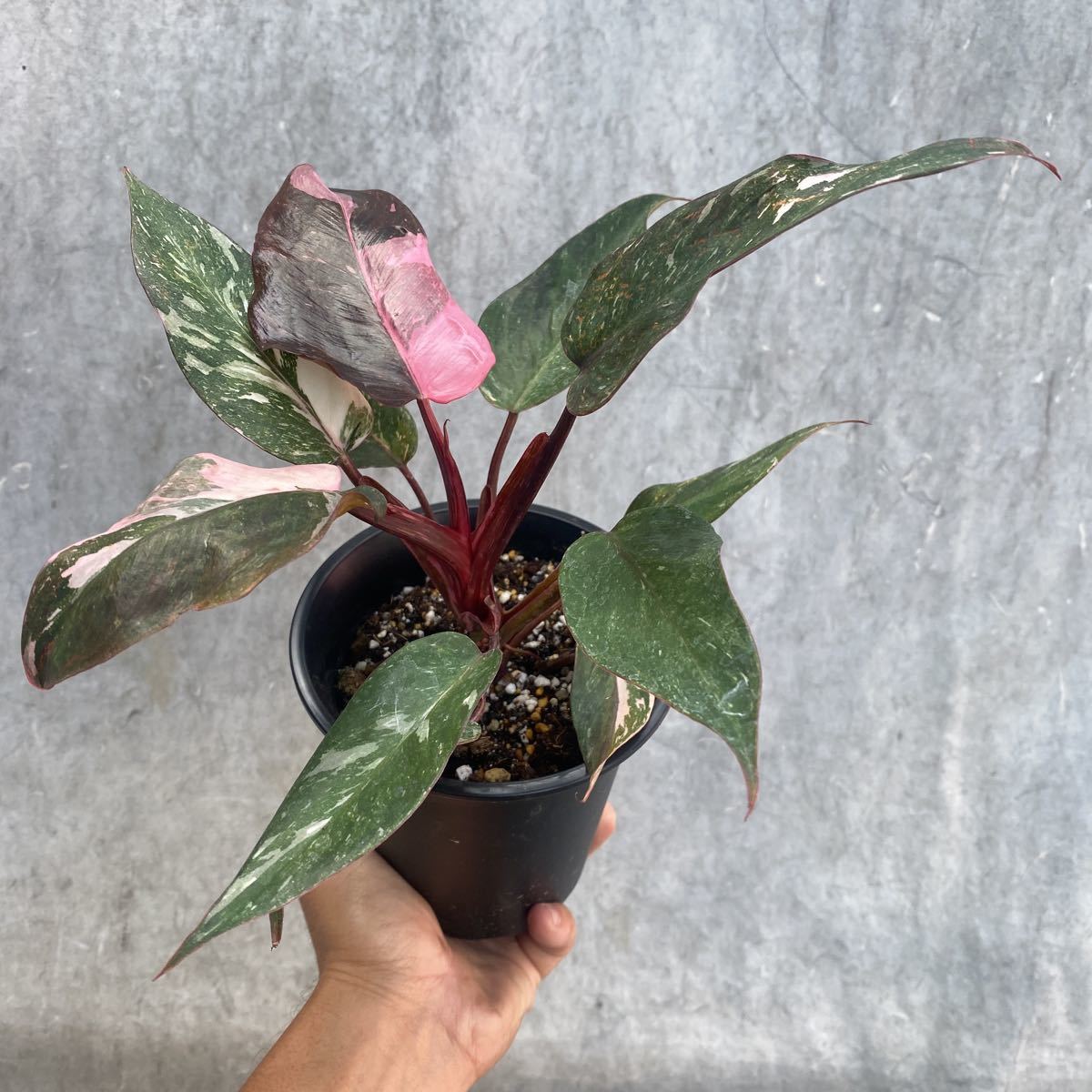 ④【Philodendron Pink princess marble】フィロデンドロン ピンク