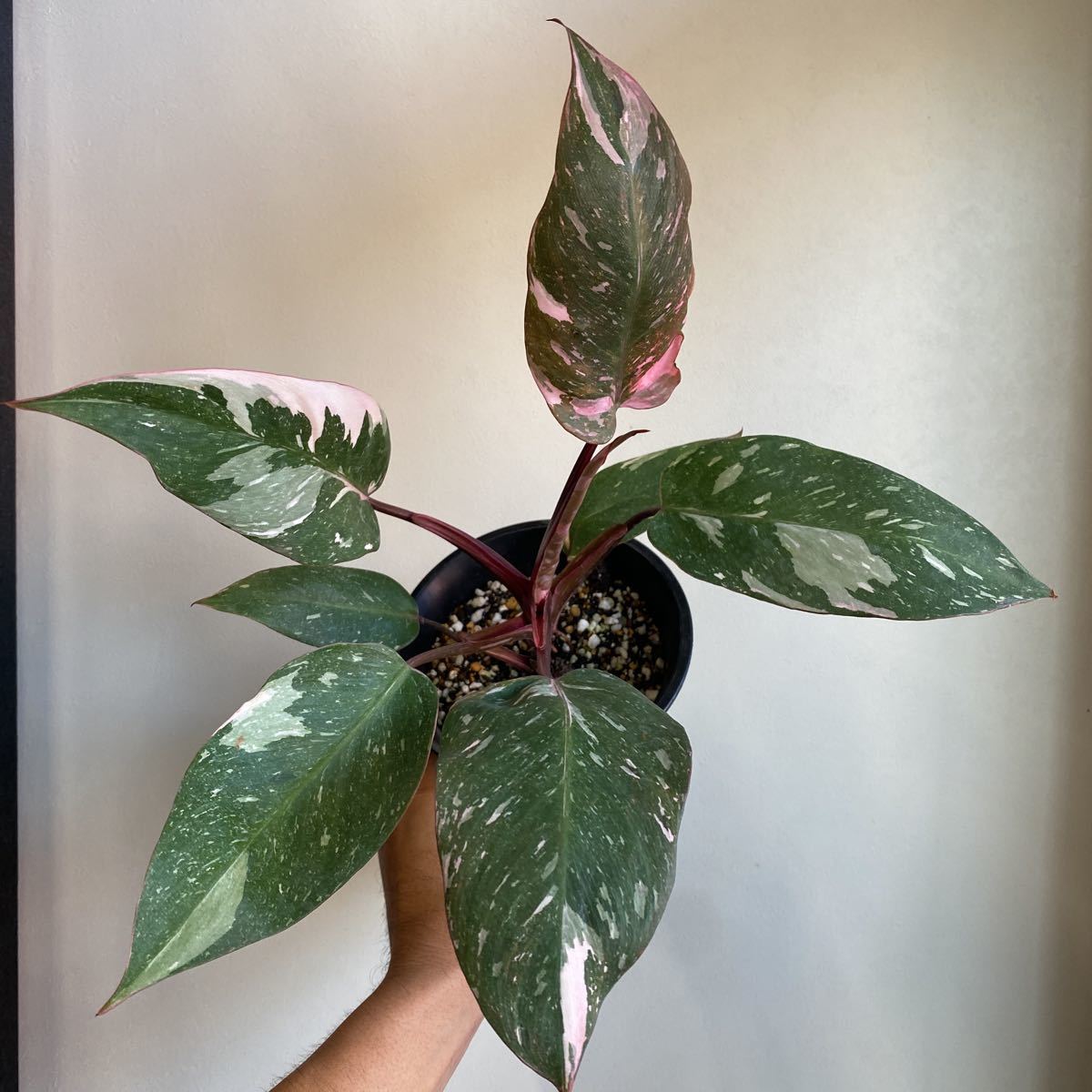 ③【Philodendron Pink princess marble】フィロデンドロン ピンク