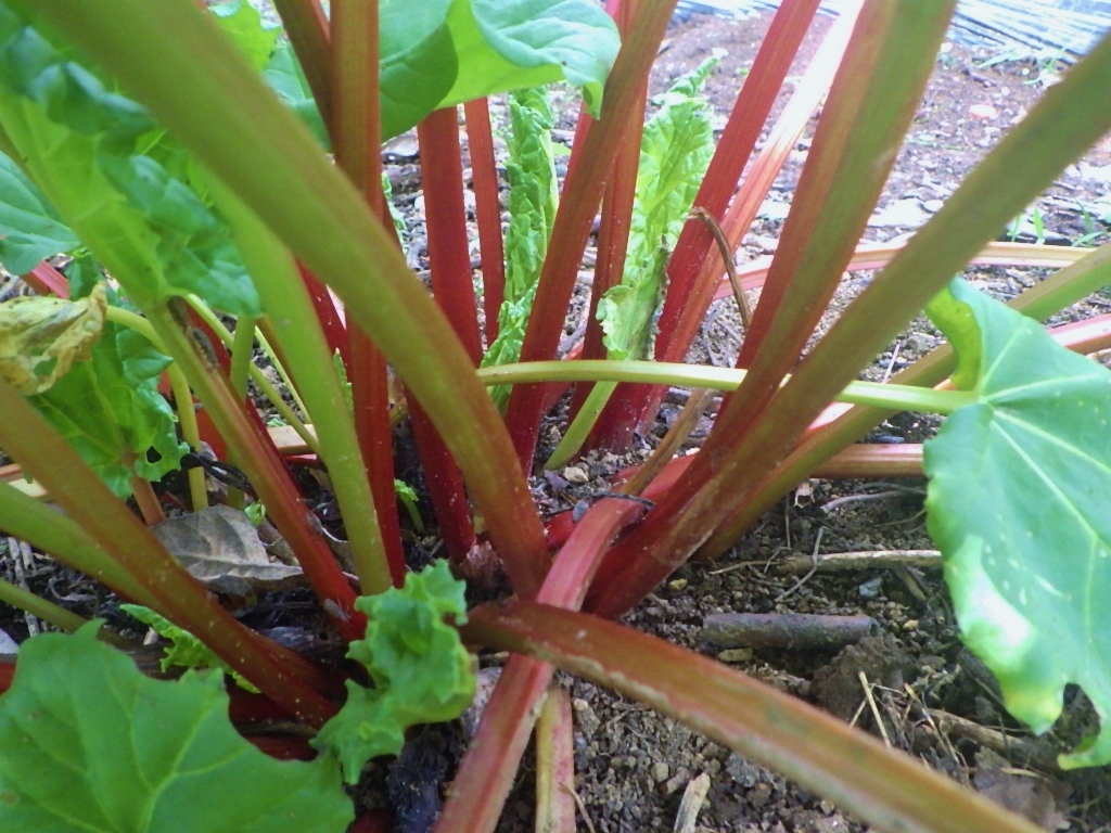 ◎赤い茎のルバーブ　自家採取　3０粒　ジャムのレシピつき　自家採種_画像4
