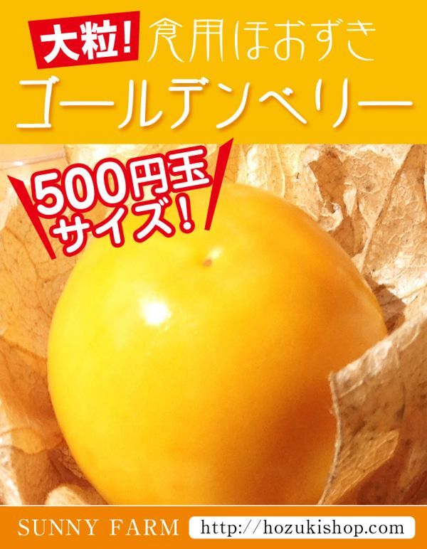 増量中！【トマトの仲間】甘い大粒食用ほおずき「ゴールデンベリー」の種20粒【送料無料!】_画像1