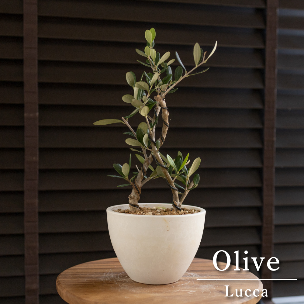 盆栽 Olive オリーブの木 ルッカ Lucca 2本立て 樹脂鉢 オリーブ 曲がり 観葉植物