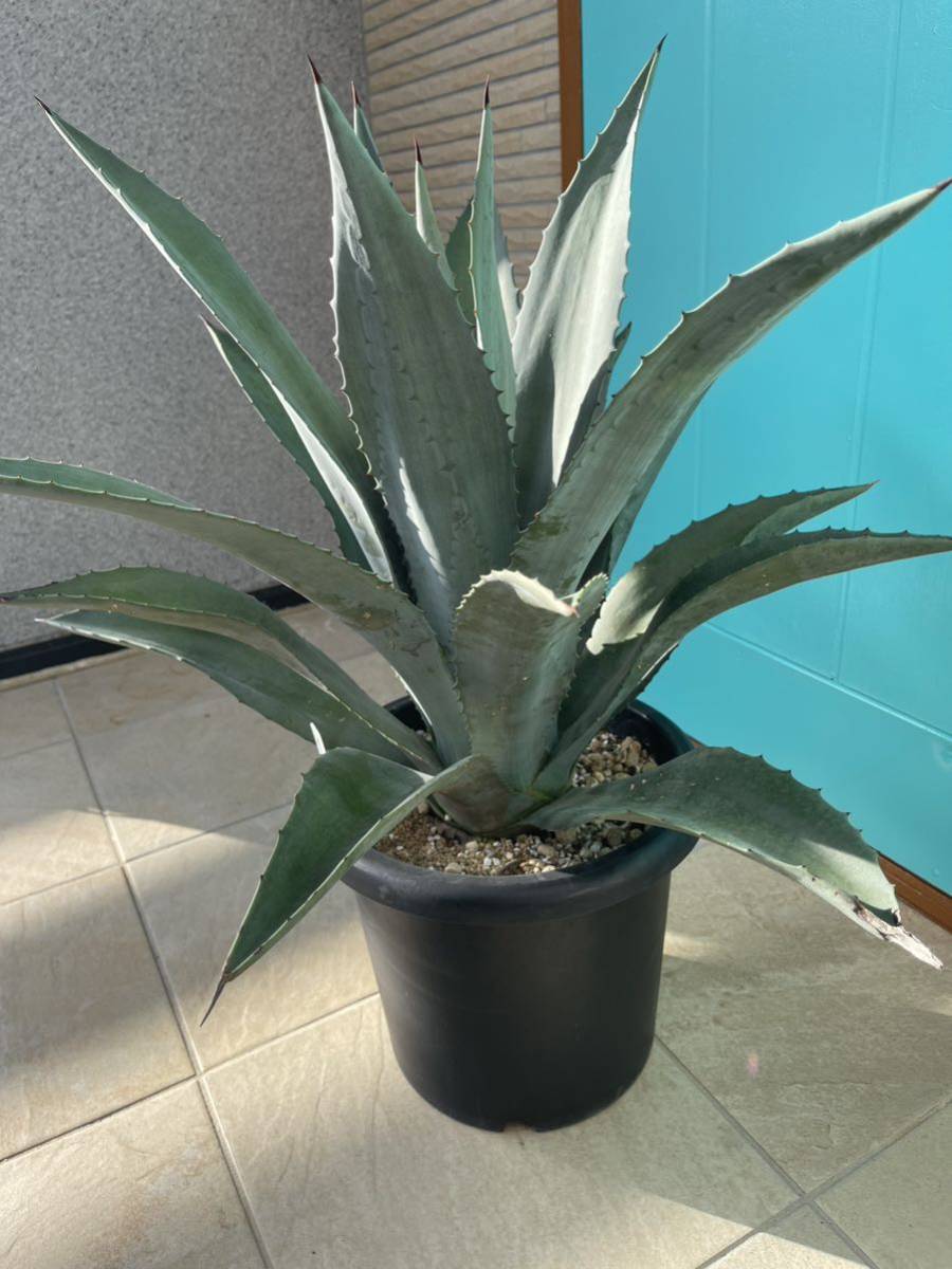 ☆美形☆Agave アガベ アオノリュウゼツラン①-