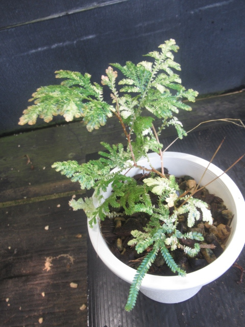 ＫＮ　１円！　セラギネラ　ウィルデノウィ　‘バリエゲイテッド‘（SELAGINELLA WILLDENOWII `VARIEGATED`）　　　0.8Ｍ以下_画像2