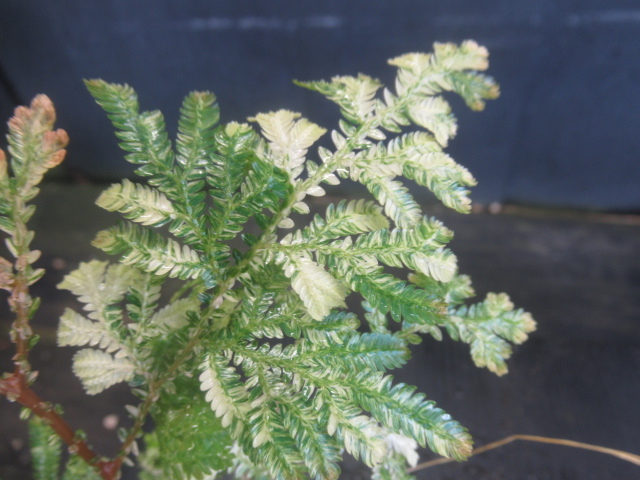 ＫＮ　１円！　セラギネラ　ウィルデノウィ　‘バリエゲイテッド‘（SELAGINELLA WILLDENOWII `VARIEGATED`）　　　0.8Ｍ以下_画像3