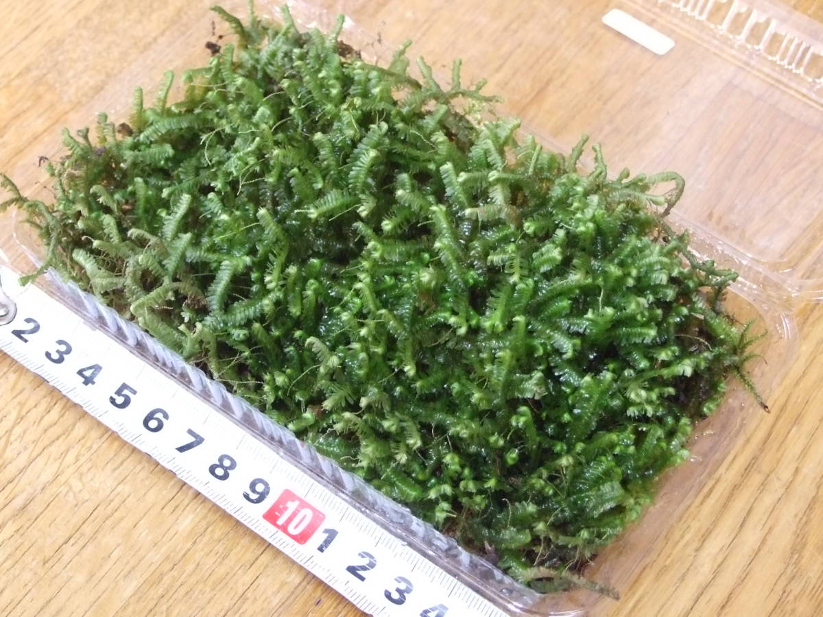 天然苔 ムチゴケ Ｓサイズ（16.9cm×10cm×4cm) 送料込の画像3