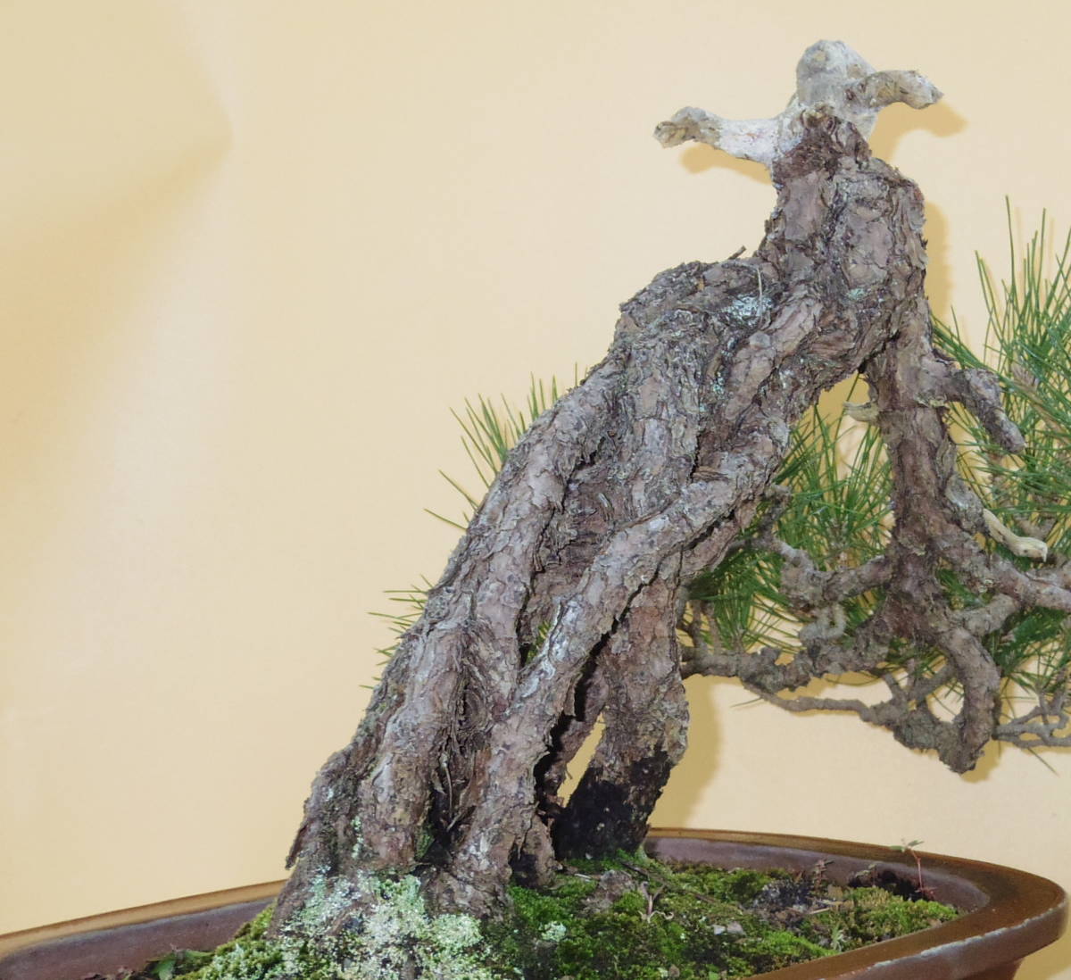 [ bonsai shop Yamato ] Japanese black pin large goods bonsai who comes to take warm welcome our company delivery . possible ( Japanese black pin . pine . leaf pine Rhododendron indicum zelkova maple thread fish river genuine Kashiwa )808