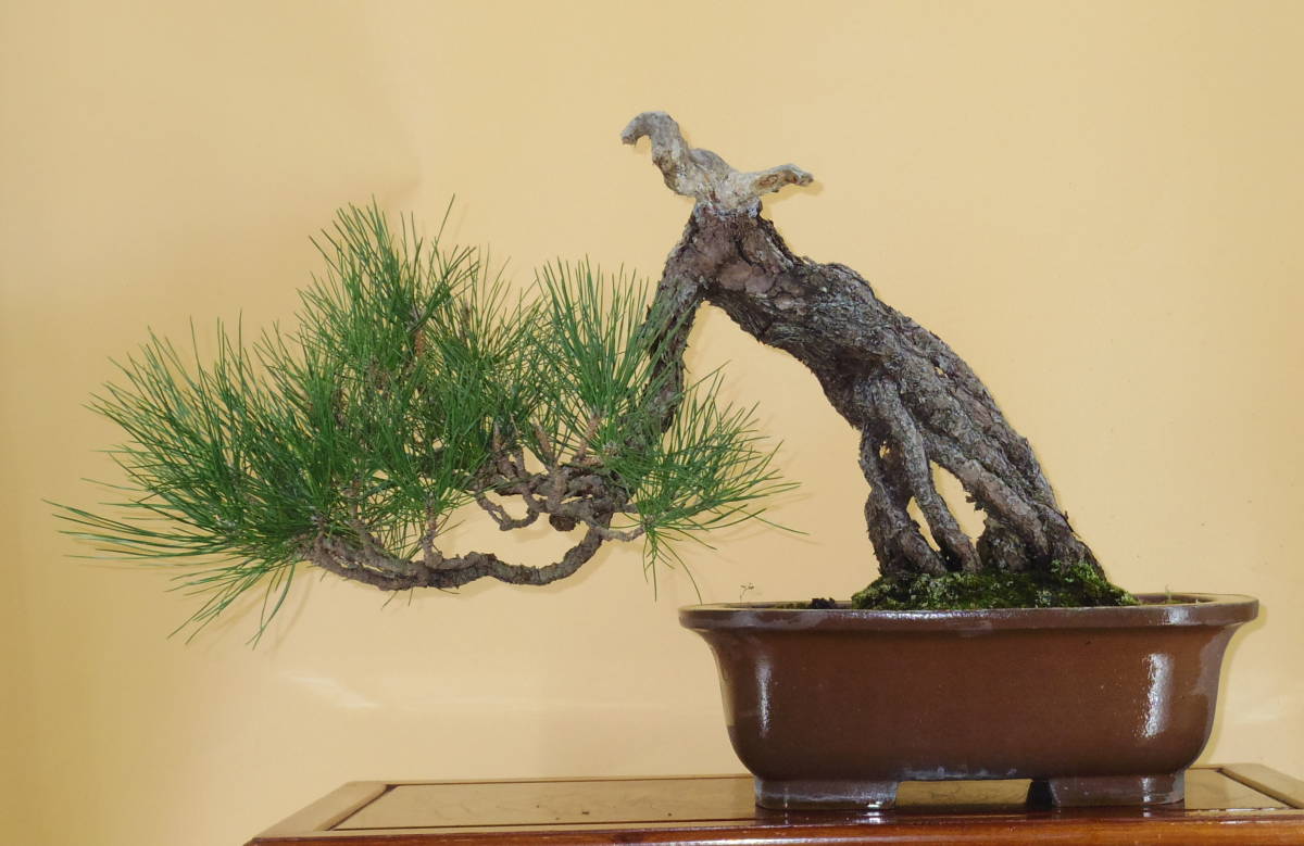 [ bonsai shop Yamato ] Japanese black pin large goods bonsai who comes to take warm welcome our company delivery . possible ( Japanese black pin . pine . leaf pine Rhododendron indicum zelkova maple thread fish river genuine Kashiwa )808