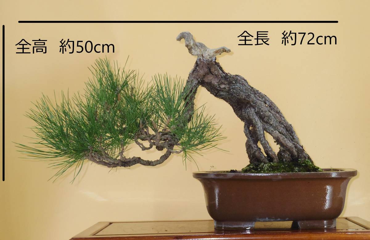 [ bonsai shop Yamato ] Japanese black pin large goods bonsai who comes to take warm welcome our company delivery . possible ( Japanese black pin . pine . leaf pine Rhododendron indicum zelkova maple thread fish river genuine Kashiwa )808
