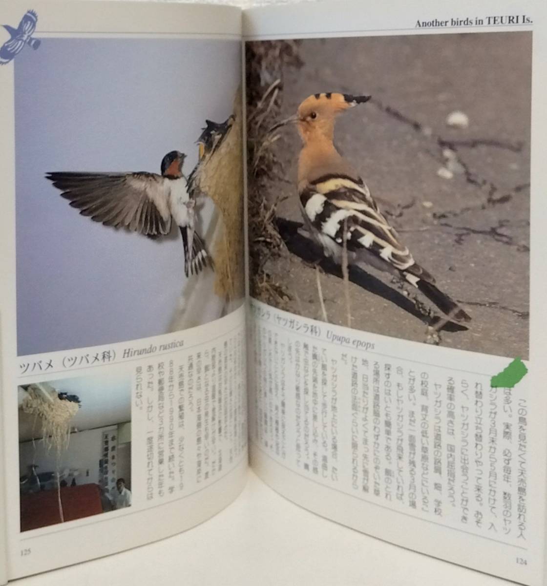 北■ 北海道 島の野鳥 寺沢孝毅 編 北海道新聞社 バードウォッチ _画像3