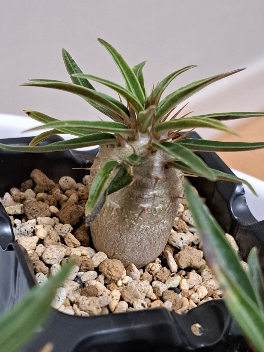 ①パキポディウム　グラキリス Pachypodium gracilius 実生３年【検】ウィンゾリー マカイエンセ カタフ パキプス アンボンゲンセ 光堂_画像3