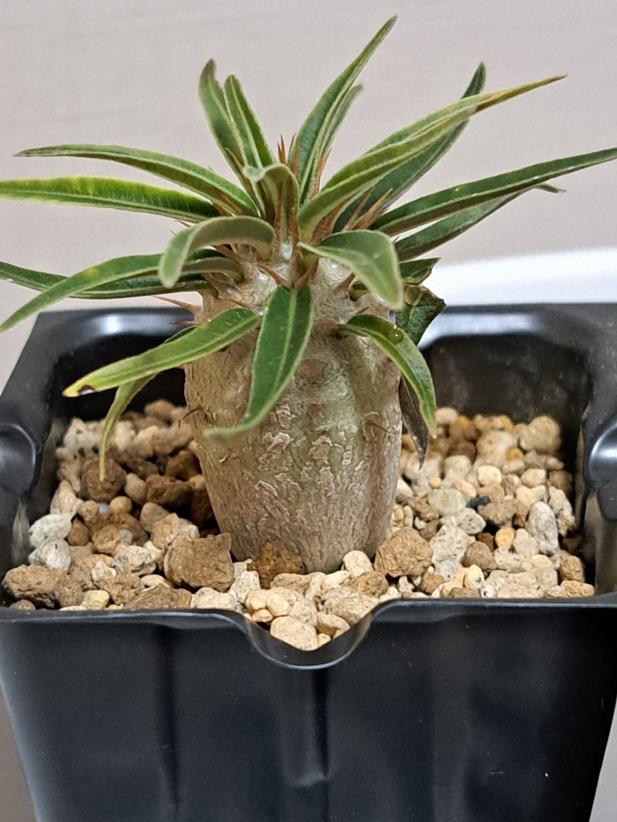 ①パキポディウム　グラキリス Pachypodium gracilius 実生３年【検】ウィンゾリー マカイエンセ カタフ パキプス アンボンゲンセ 光堂_画像2