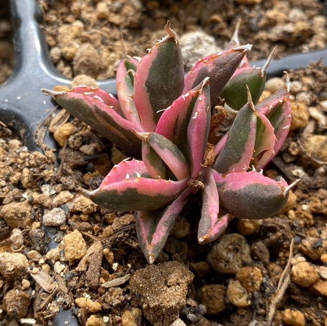 多肉植物 アガベ　チタノタ　スナグルトゥース　極上群生4頭子株 超希少株 発根済_画像4