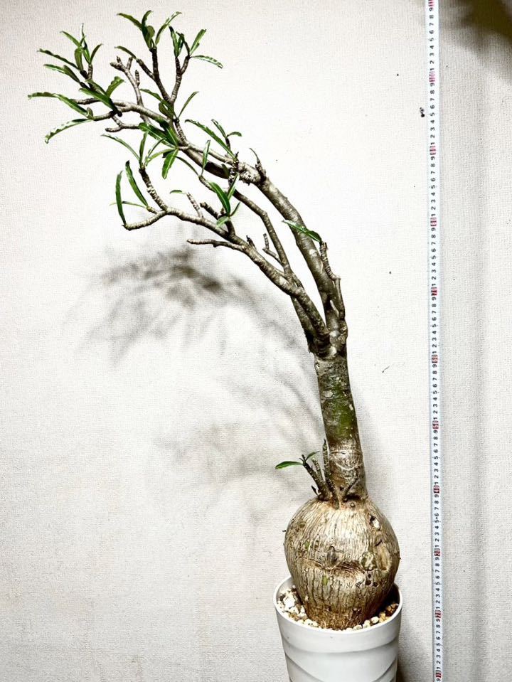 ▽Adenium somalense▽ アデニウム ソマレンセ 現地球・発根株