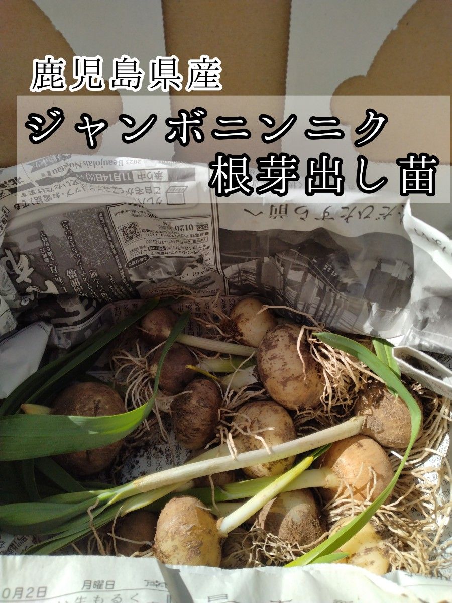 ジャンボニンニク/ジャンボリーキ 根芽出し苗 約15株 ゆう ジャンボニンニク/ジャンボリーキ 根芽出し苗 約15株 ゆう