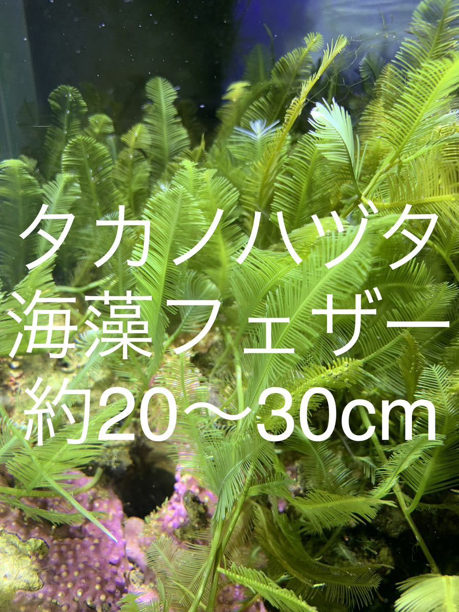 タカノハヅタ フェザー フェザープランツ マリンプランツ 水草 海藻 海草 海水魚 鷹の葉ヅタ リフジウム水槽 マリンアクア_画像1