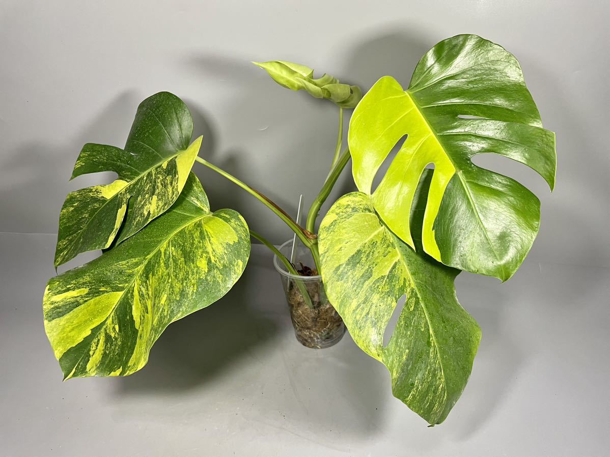 205」モンステラ ボルシギアナ オーレア 斑入り Monstera borsigiana