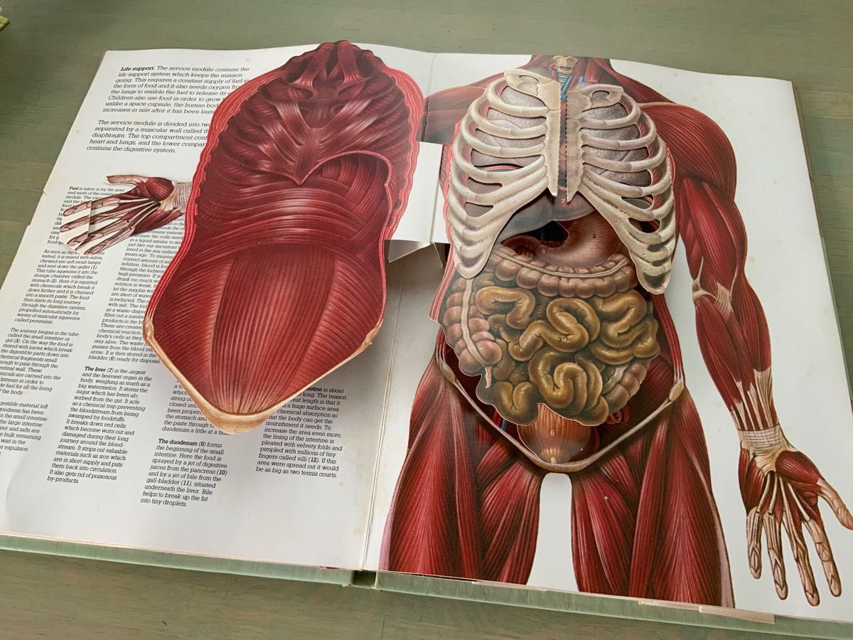 ヴィンテージ飛び出す絵本　人間の体　The Human Body