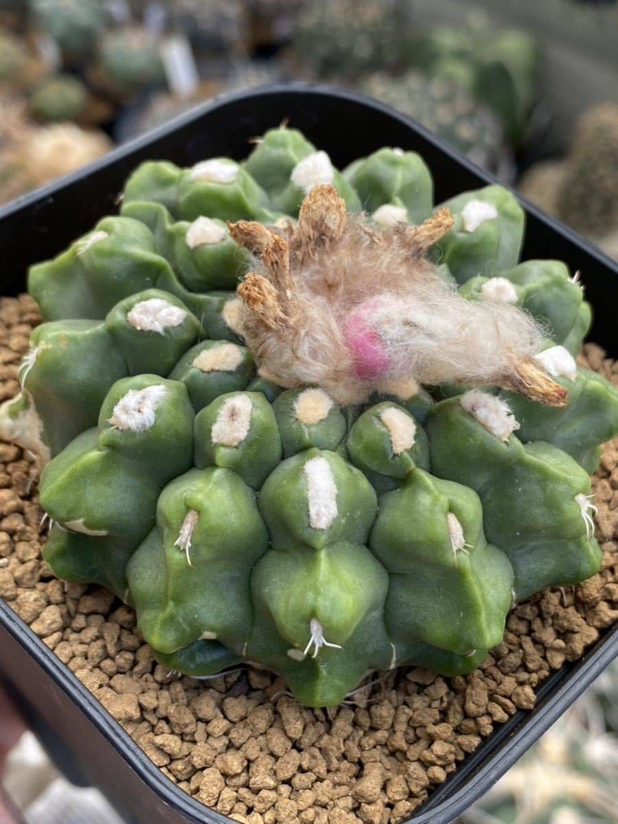 【種子15粒】Wigginsia (Notocactus) calvescens HU1564 カルベスケンス　カルベ玉　ノトカクタス　_画像3