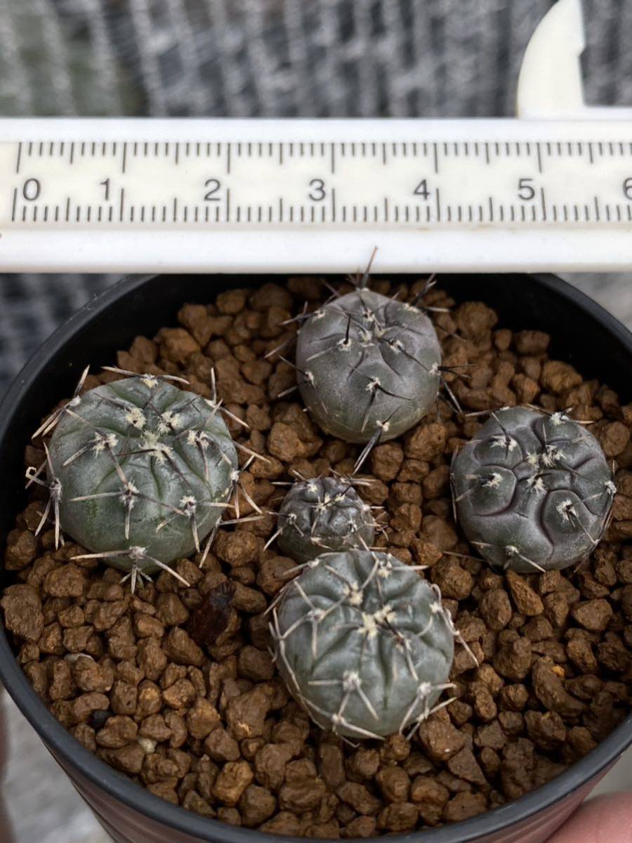 実生5本　Gymnocalycium berchtii VS 161 ベルクティー　ギムノカリキウム サボテン　白粉系　検）エスペランザエ　　プロチャズキアナム_画像3