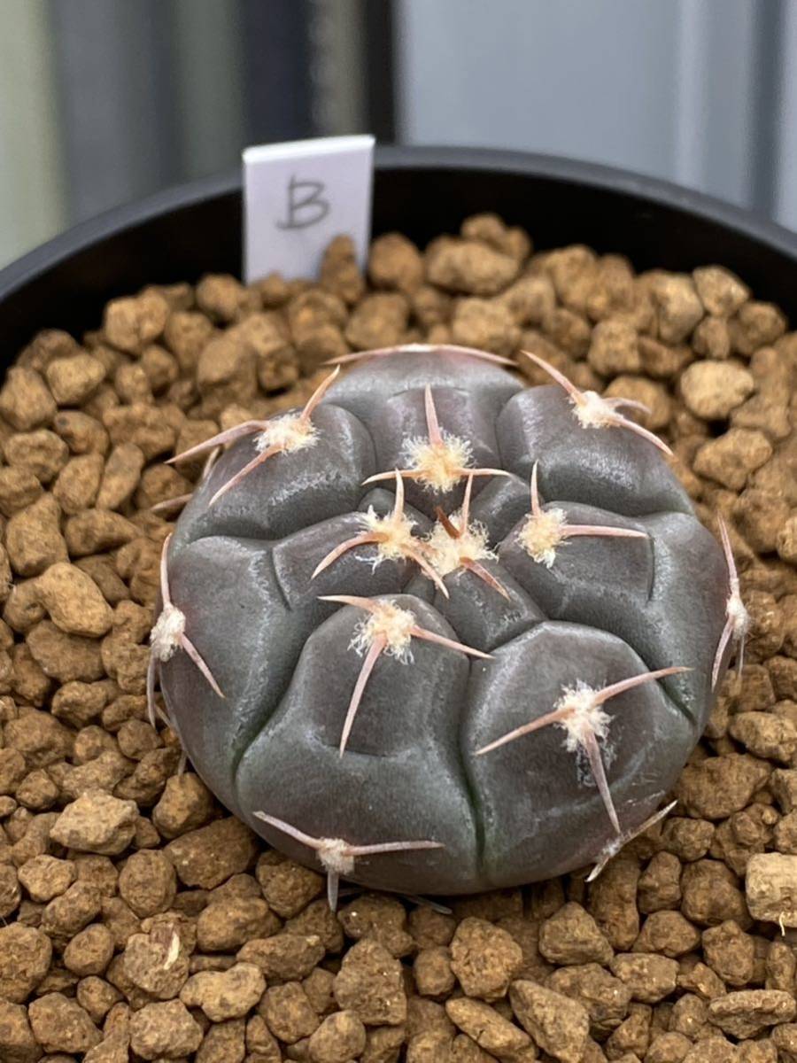 実生選抜B　Gymnocalycium prochazkianum VS141 ギムノカリキウム プロチャズキアナム　サボテン　白粉系　検）ベルクティ　バリスピナム_画像3