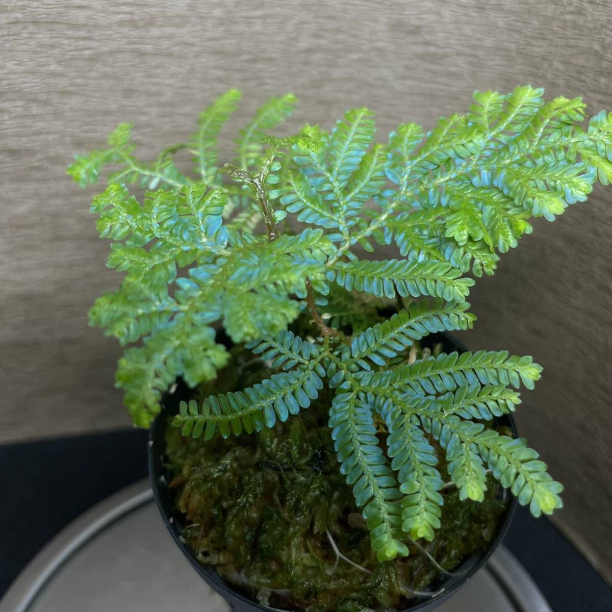 selaginella willdenowii セラギネラ_画像1