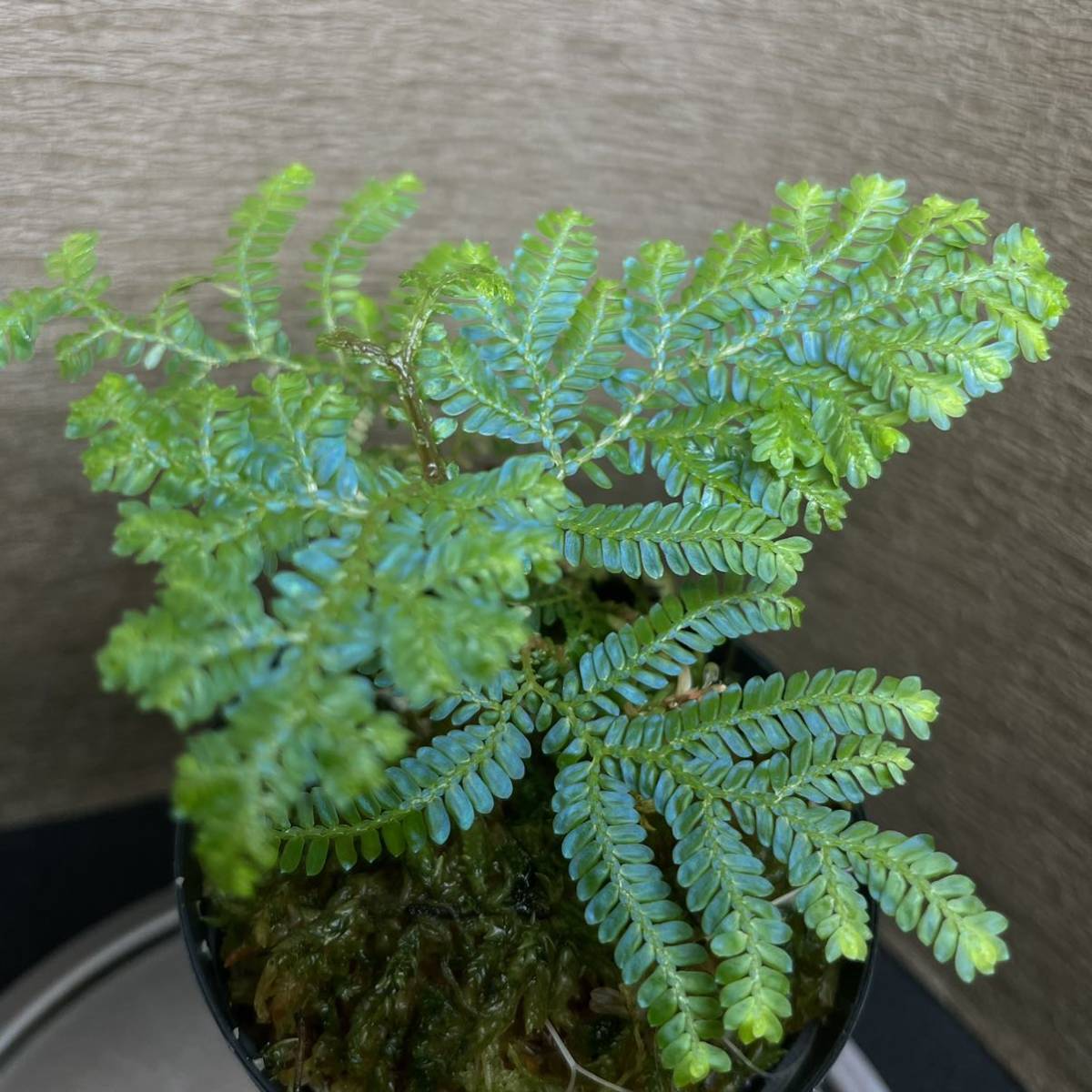 selaginella willdenowii セラギネラ_画像3