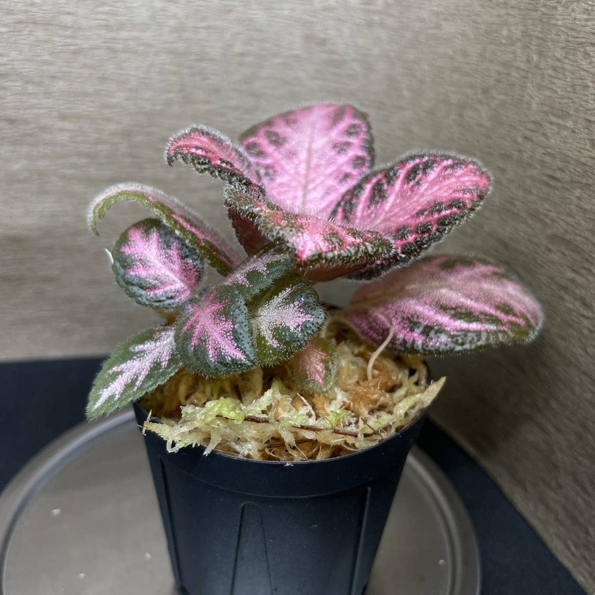 Episcia cupreata“Pink Acajau”from Colombiaエピスシア　クプレアタ　“ピンクアカジュ　①_画像2