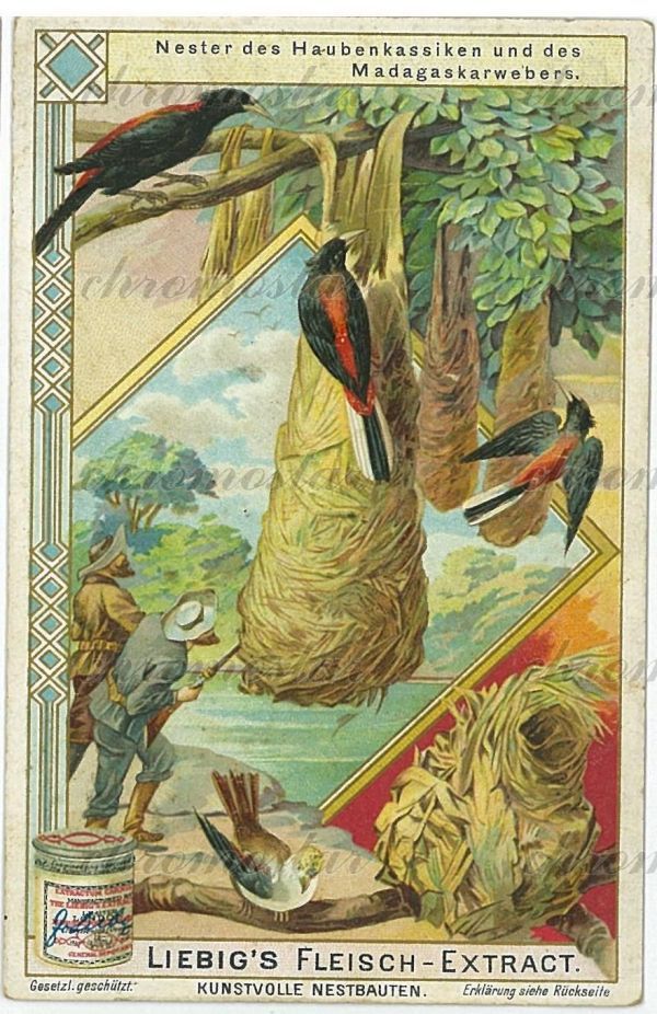 アンティーク クロモカード ☆リービッヒ☆ 芸術的な鳥の巣 野鳥 岩燕 6枚セット 1904年製 ドイツ語版 クロモス 博物画_画像4