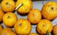 マーマレード（手作りジャム）　　柚子マーマレード２００ｇ　　低糖度、無添加、保存料なし _画像3